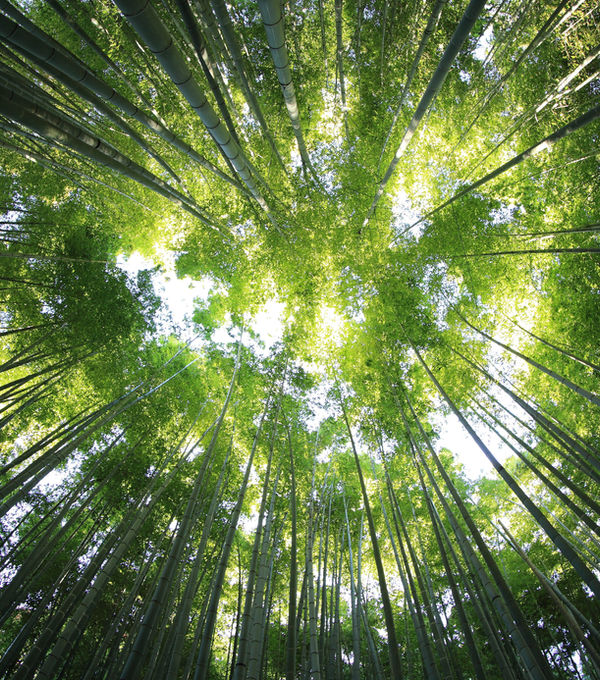 Natürlicher Wald – Begleiten und Integrieren