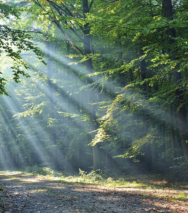 Wald – Kennenlernen