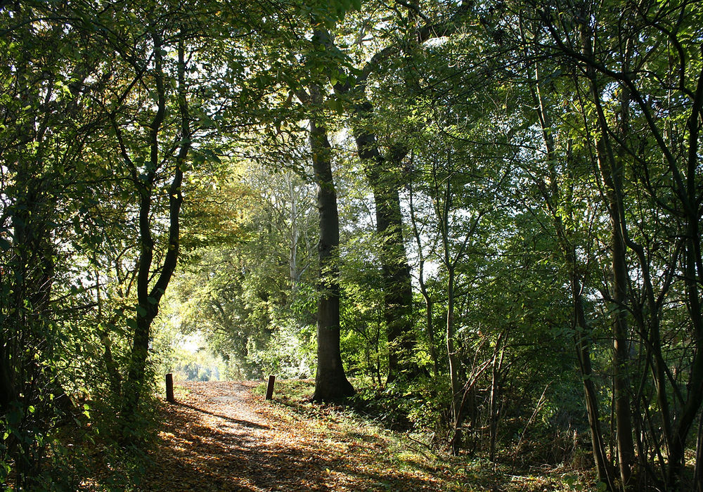 Ein Waldweg – Symbol für den Weg zu sich selbst